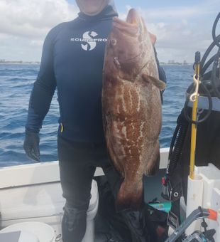 Nice black grouper from North Palm Beach waters!