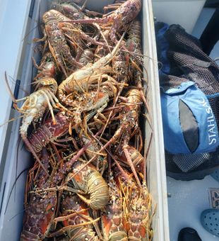 Get those Lobsters reeled in! 