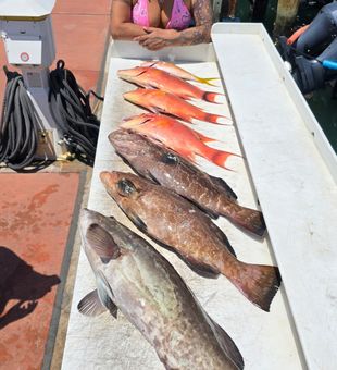 Big bites, warm waters.