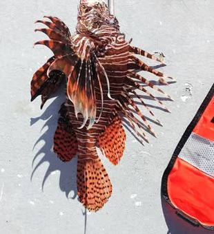 Lionfish on Board! 