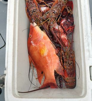 Lobster and Spearfishing in West Palm Beach