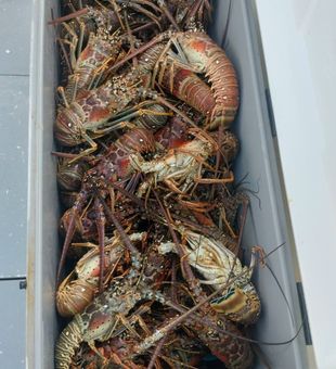 Catching fresh lobsters on a West Palm Beach, FL lobster trip.
