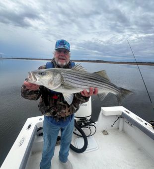 Nice Avalon striped bass brought to the boat!