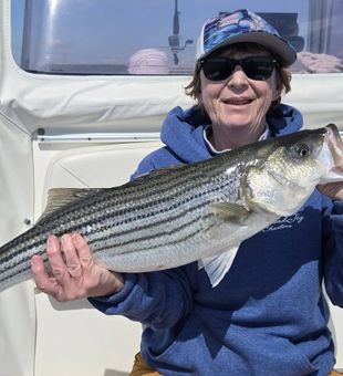 Beautiful Avalon striped bass making the day complete!