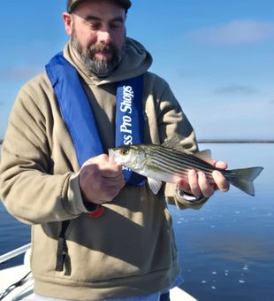Nice striped bass from Avalon NJ waters!
