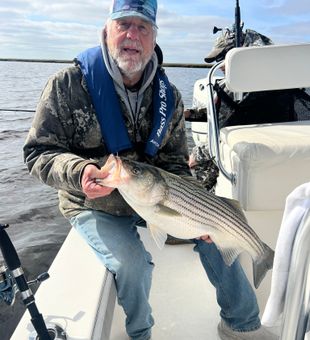 Nice striped bass from Avalon NJ waters!