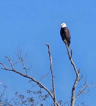 Bald eagle spotted during Avalon fishing adventure!