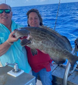 Black Grouper in Marathon, FL