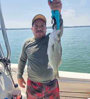 Nice striped bass from Lyman SC waters!