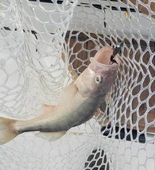 Nice Lyman SC walleye secured in the net!