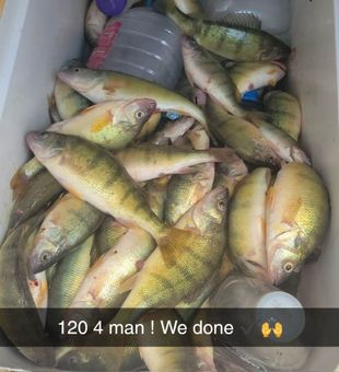 120 American Yellow Perch from Lyman SC fishing success!