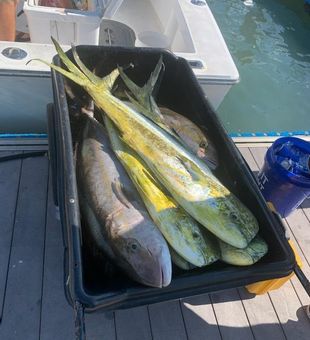 Mahi-Mahi in Port Canaveral, FL