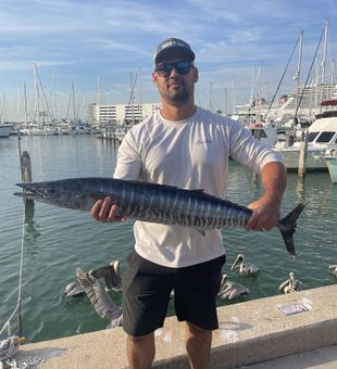 Wahoo in Port Canaveral, FL