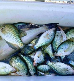 Crappies Catch in Santee Cooper Fishing Charters!