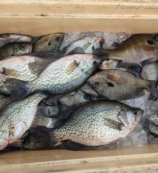 Great crappie and bluegill haul from Cameron SC!