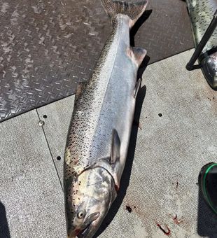 Montesano waters, fish on!