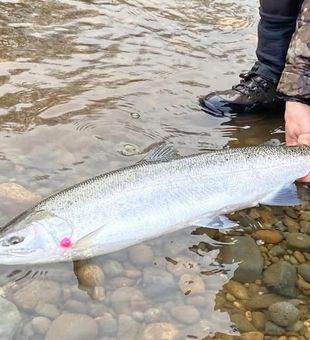 Steelhead Run -Montesano, WA.