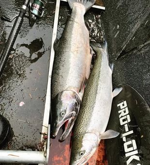 Salmon and Trout Combo -Montesano, WA.