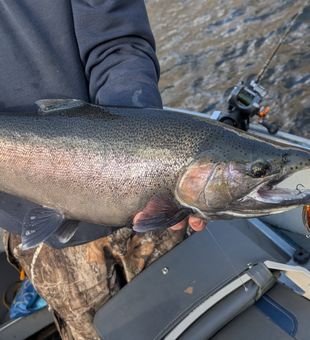 Powerful steelhead hooked up on this river bite.