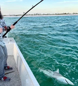 Patience is a virtue! caught 1 shark in PCB