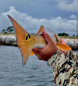 Beautiful Panama City redfish showing off those golden colors!