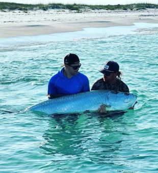 Massive Panama City tarpon ready for release!