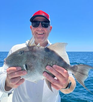 Triggerfish caught in Panama Beach City fishing