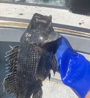 Black Sea Bass Catch of the Day