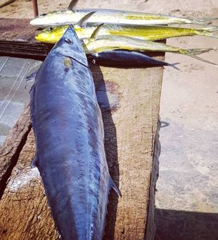 Wahoo time in Trinidad’s deep seas! 