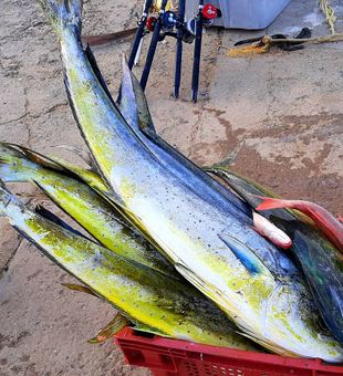 Fishing dreams come true in Tobago!