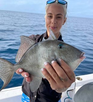 Grey Triggerfish from Nokomis, FL