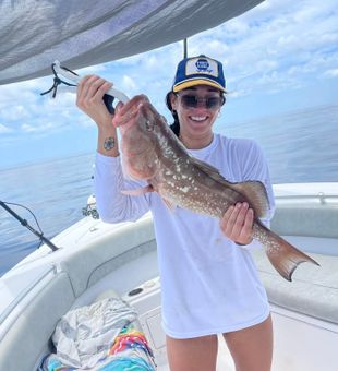 Grouper Fish from Nokomis, FL