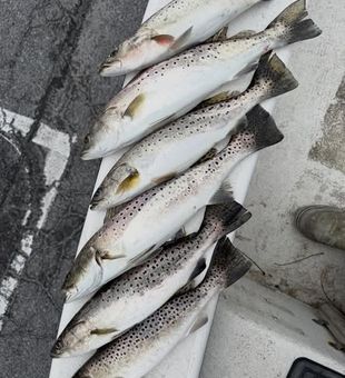 Trout Stack - Greenville, NC.