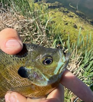 Eastern NC inshore fishing action—shallow flats and marshes loaded with gamefish.