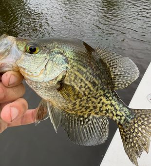 Tight lines in Eastern North Carolina.