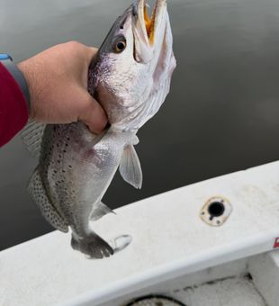 Beauty of Trout - Greenville, NC.