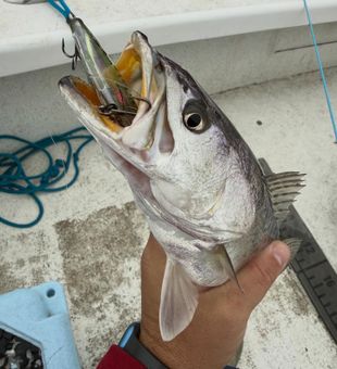 Trout are biting here - Greenville, NC.