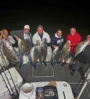 Cape May black drum producing excellent results!