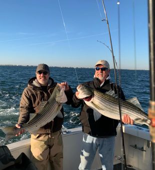 Monster Stripers are here -Cape May, NJ.
