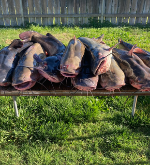 Clear Lake catfish-A good example of a great trip!