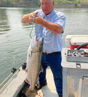 Massive Chinook salmon catch!