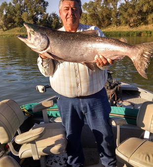 Chinook salmon from Sacramento river