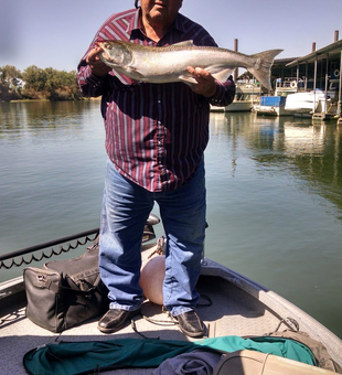 Salmon fishing in Sacramento River