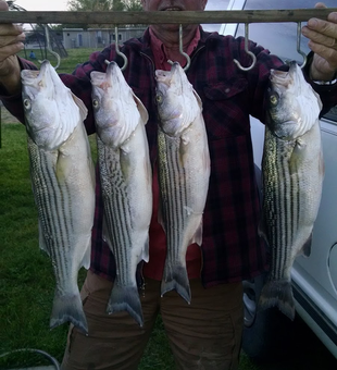 Stripers from Feather River - April and May