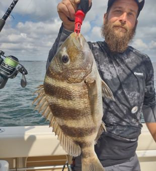  Pensacola, FL Sheepshead