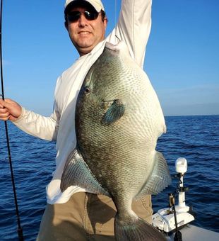 Gray Triggerfish in Florida Waters