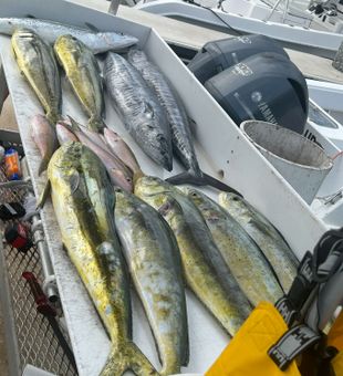 Fresh catch of the day!