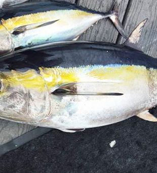 Tuna Delight! - Stock Island, FL.