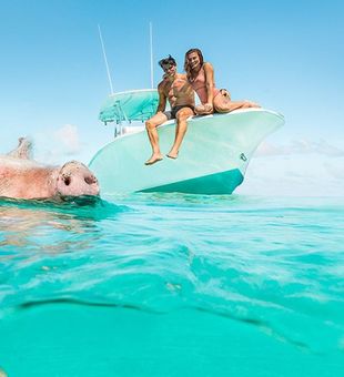 Swimming pigs, pure island fun