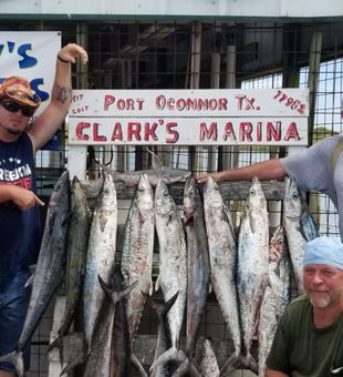 Big haul of kingfish at Clark’s Marina, Port O’Connor, Texas.